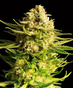 Indica Cream Kannabia Seeds