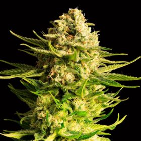 Indica Cream Kannabia Seeds
