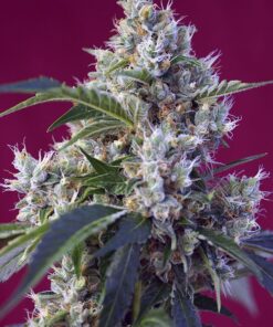 Indigo Berry Kush Sweet Seeds