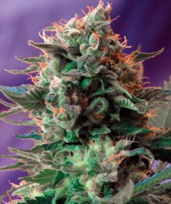 Jack 47 Sweet Seeds