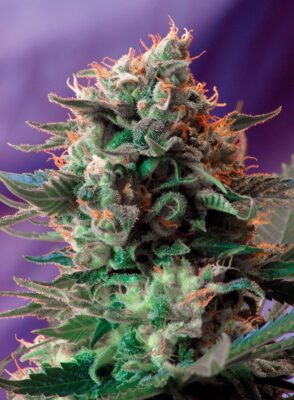Jack 47 Sweet Seeds