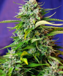 Jack 47 Auto Sweet Seeds