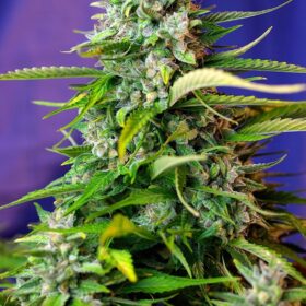 Jack 47 Auto Sweet Seeds