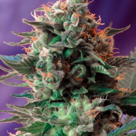 Jack 47 Fast Sweet Seeds