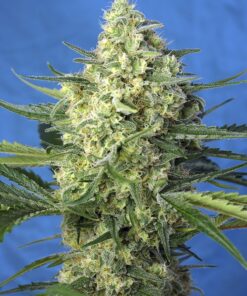 Jack 47 XL Auto Sweet Seeds