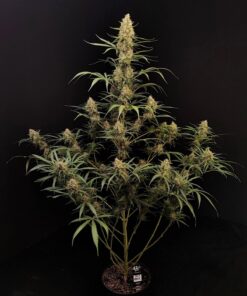Jack Herer Auto — изображение 2
