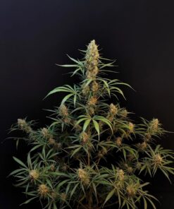 Jack Herer Auto — изображение 3