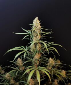 Jack Herer Auto — изображение 4