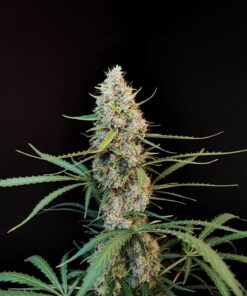 Jack Herer Auto — изображение 5