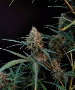 Jack Herer Auto — изображение 6