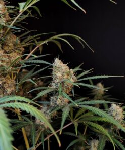 Jack Herer Auto — изображение 7