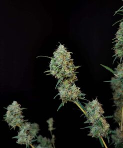 Jack Herer Auto — изображение 8