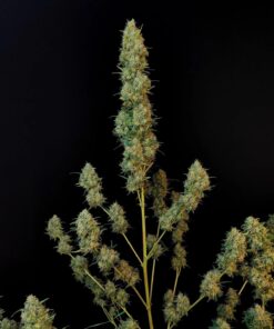 Jack Herer Auto — изображение 9