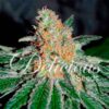 Jam CBD Delicious Seeds