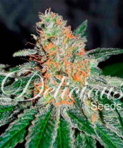 Jam CBD Delicious Seeds