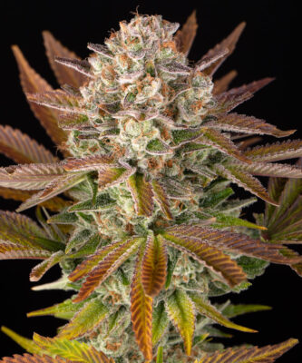 Jealousy Barneys Farm Seeds