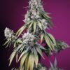 Jealousy Z XL Auto Sweet Seeds