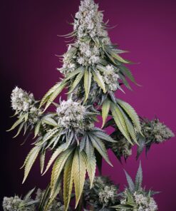 Jealousy Z XL Auto Sweet Seeds