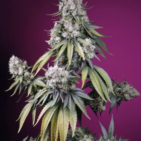 Jealousy Z XL Auto Sweet Seeds