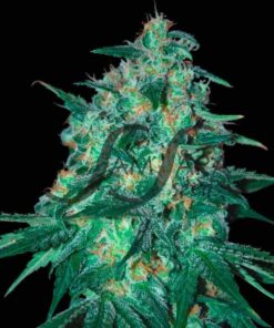 Jekyll Passion SamsaraSeeds