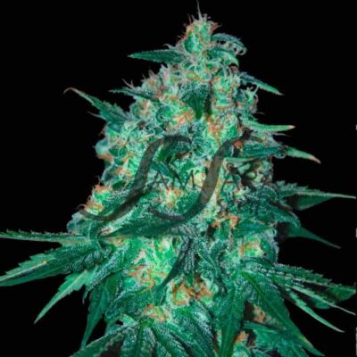 Jekyll Passion SamsaraSeeds