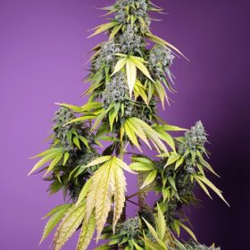 Jet Fuel Mandarine XL Auto Sweet Seeds