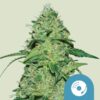 Joanne's CBD Royal Queen Seeds