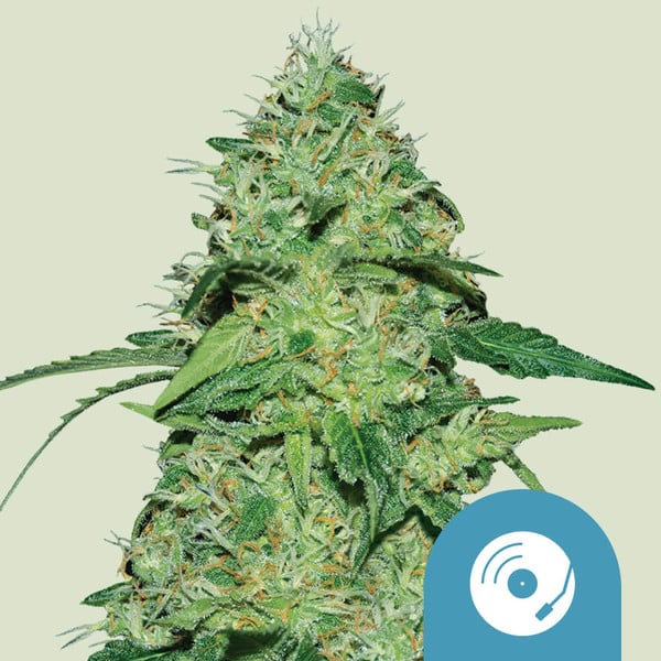 Joanne's CBD Royal Queen Seeds