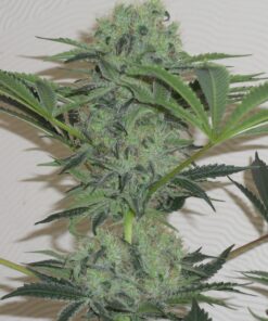 Jorge’s Diamonds #1 Dutch Passion Seeds