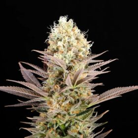 Kaboom Kannabia Seeds