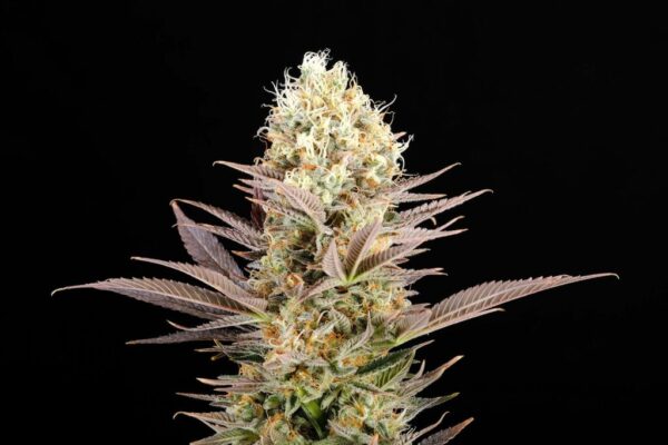 Kaboom Kannabia Seeds