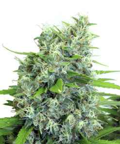 Kali Bubba SeriouSeeds