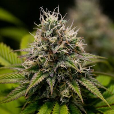 Kali Dog Royal Queen Seeds