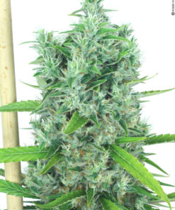 Kali Mist regular SeriouSeeds