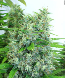 Kali Mist SeriouSeeds