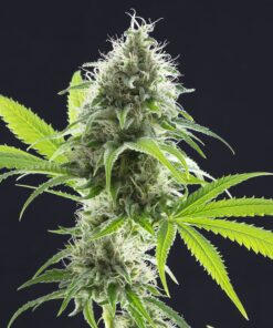 Kama Kush CBD Kannabia Seeds