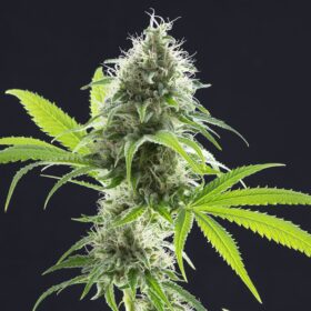 Kama Kush CBD Kannabia Seeds