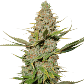 Karel's Cookies regular SuperSativaSeedClub
