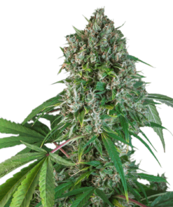 Karel's Herer Haze regular SuperSativaSeedClub