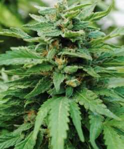 Karibbean Mango Kannabia Seeds