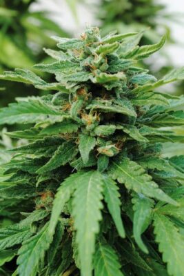 Karibbean Mango Kannabia Seeds