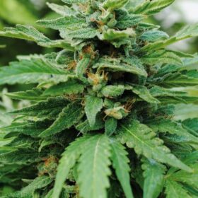 Karibbean Mango Kannabia Seeds