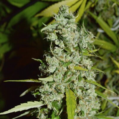 Kees’ Old School Haze SuperSativaSeedClub