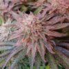 Kerosene Krash Dutch Passion Seeds