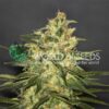 Ketama WorldOfSeeds