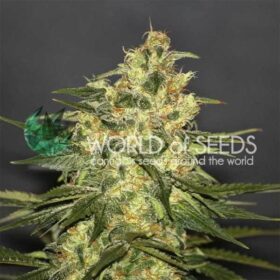 Ketama WorldOfSeeds