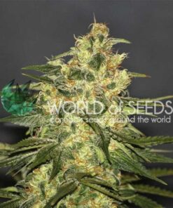 Ketama regular WorldOfSeeds