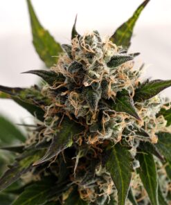 Kickass Auto Kannabia Seeds