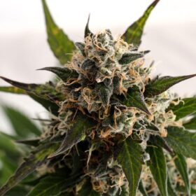 Kickass Auto Kannabia Seeds