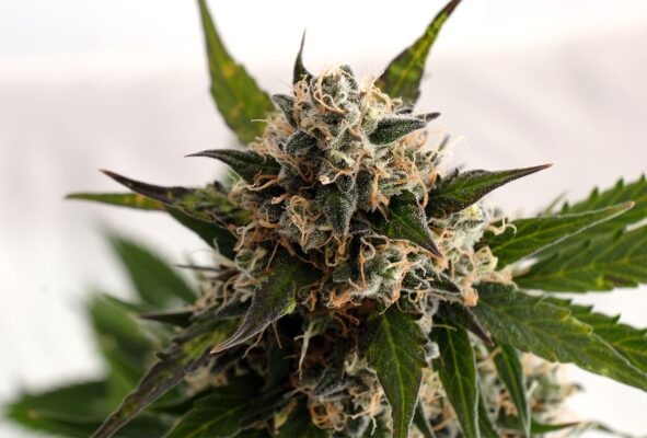 Kickass Auto Kannabia Seeds